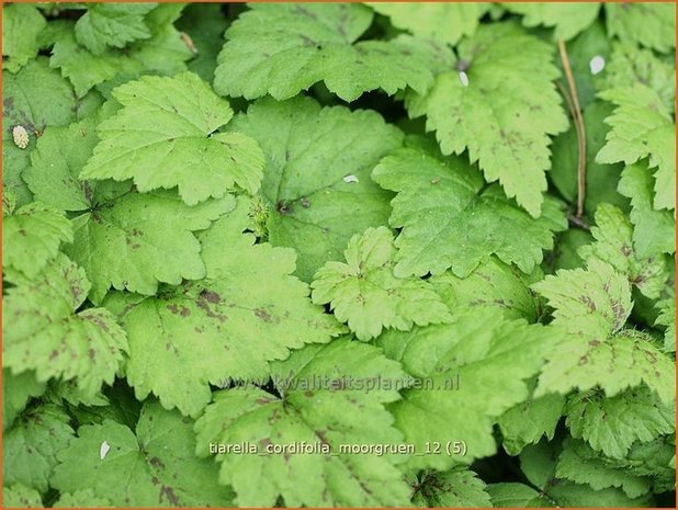 Tiarella cordifolia 'Moorgruen' | Schuimbloem, Perzische muts