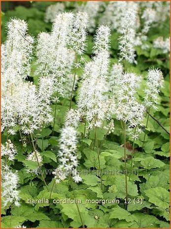 Tiarella cordifolia 'Moorgruen' | Schuimbloem, Perzische muts