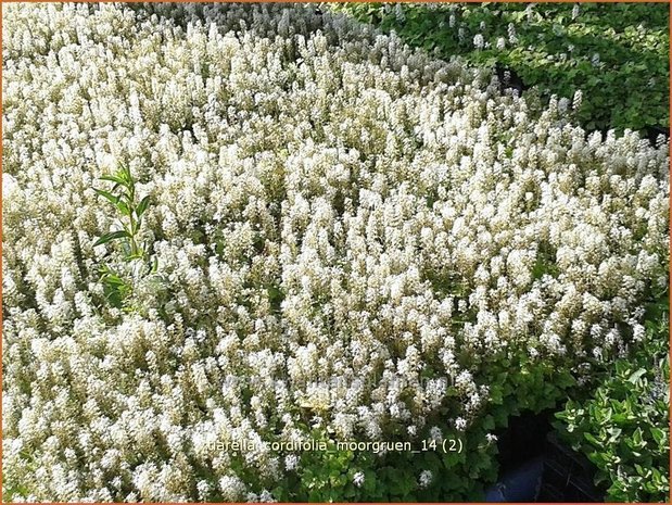 Tiarella cordifolia 'Moorgruen' | Schuimbloem, Perzische muts