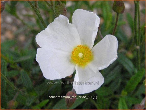 Helianthemum 'The Bride' | Zonneroosje | Sonnenr&ouml;schen