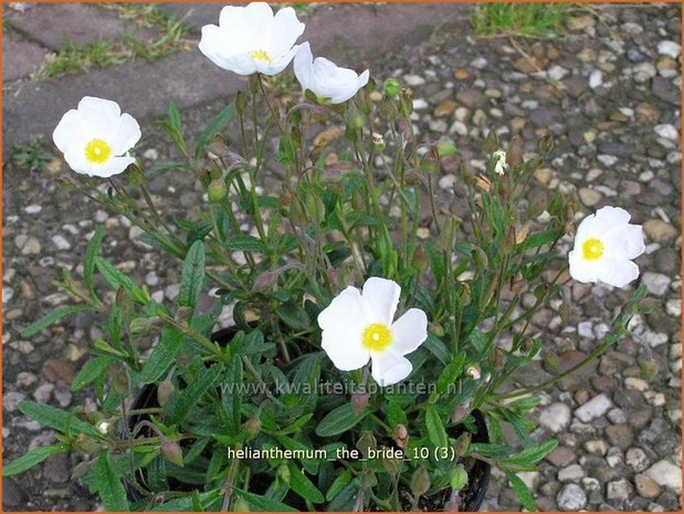 Helianthemum 'The Bride' | Zonneroosje | Sonnenr&ouml;schen