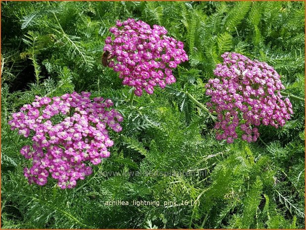 Achillea 'Lightning Pink' | Duizendblad | Garbe