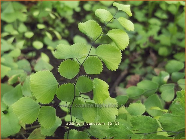 Adiantum venustum | Venushaar, Hoefijzervaren, Vrouwenhaar | Himalaya-Venushaarfarn