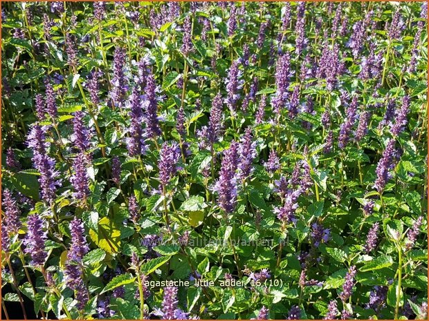 Agastache 'Little Adder' | Dropplant, Anijsnetel | Duftnessel
