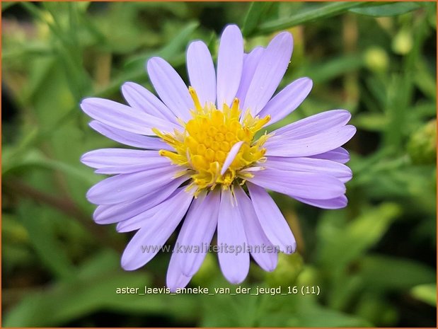 Aster laevis 'Anneke van der Jeugd' | Gladde aster, Aster | Glatte Aster