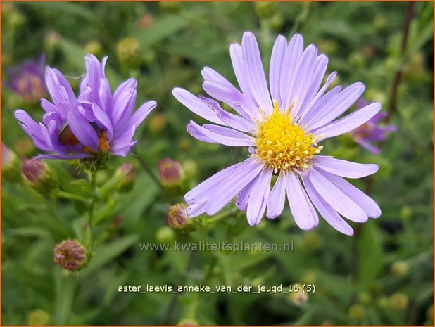 Aster laevis 'Anneke van der Jeugd' | Gladde aster, Aster | Glatte Aster