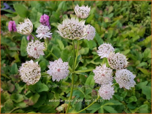 Astrantia major 'April Love' | Zeeuws knoopje, Groot sterrenscherm | Große Sterndolde