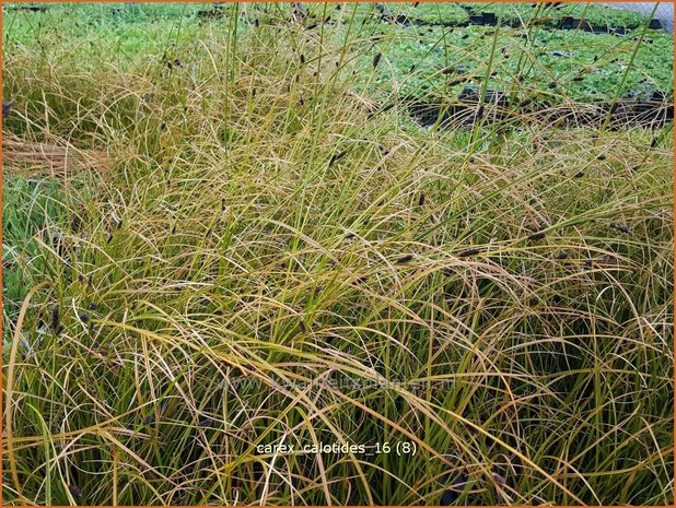 Carex calotides | Zegge | Segge