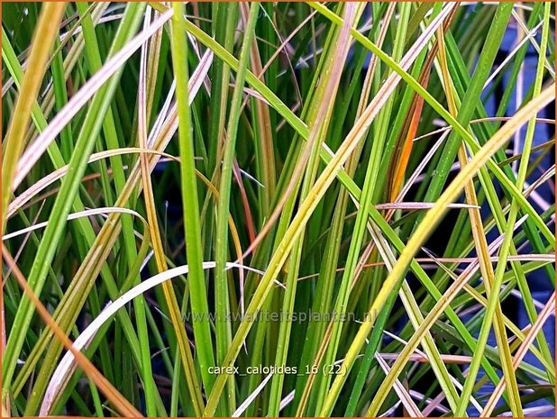 Carex calotides | Zegge | Segge