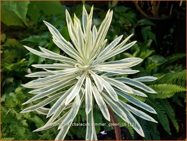 Euphorbia characias 'Emmer Green' | Wolfsmelk | Palisaden-Wolfsmilch