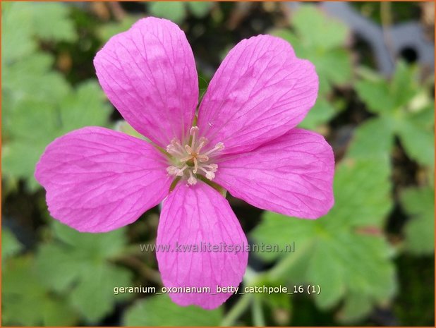 Geranium oxonianum 'Betty Catchpole' | Ooievaarsbek, Tuingeranium | Oxford-Storchschnabel