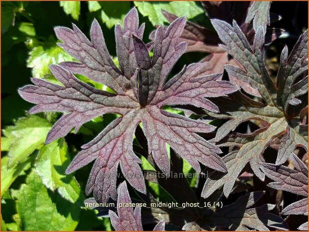 Geranium pratense 'Midnight Ghost' | Beemdooievaarsbek, Ooievaarsbek, Tuingeranium | Wiesen-Storchschnabel
