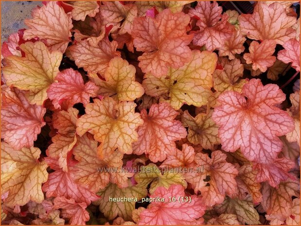 Heuchera 'Paprika' | Purperklokje | Purpurgl&ouml;ckchen