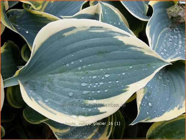 Hosta &#39;Valley&#39;s Glacier&#39; | Hosta, Hartlelie, Funkia | Funkie