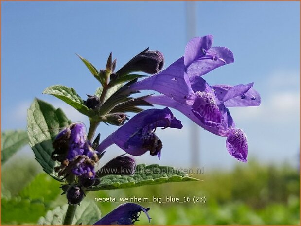 Nepeta 'Weinheim Big Blue' | Kattenkruid | Katzenminze