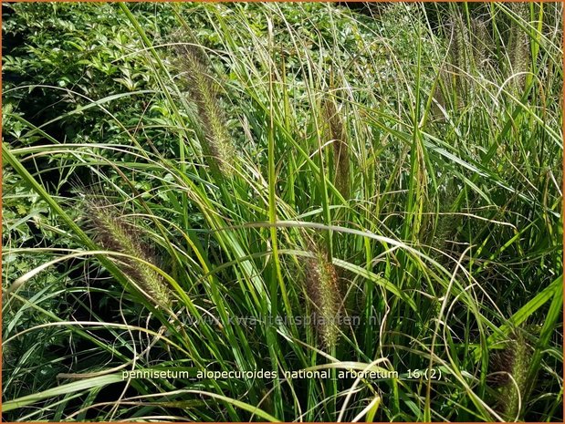 Pennisetum alopecuroides 'National Arboretum' | Lampenpoetsersgras, Borstelveergras | Lampenputzergras