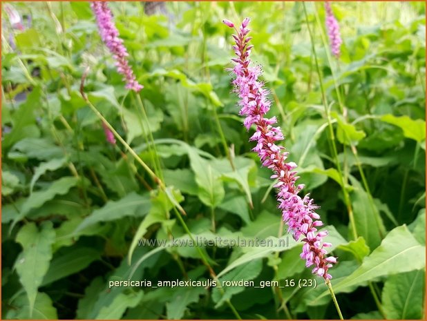 Persicaria amplexicaulis 'Rowden Gem' | Adderwortel, Duizendknoop | Kerzenkn&ouml;terich