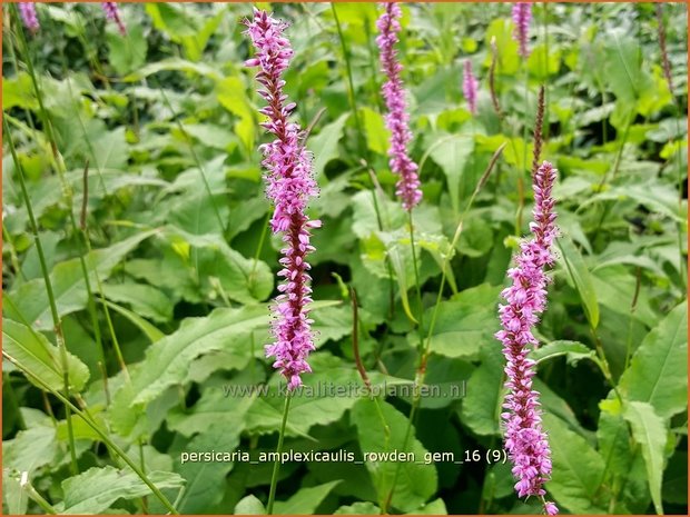 Persicaria amplexicaulis 'Rowden Gem' | Adderwortel, Duizendknoop | Kerzenkn&ouml;terich