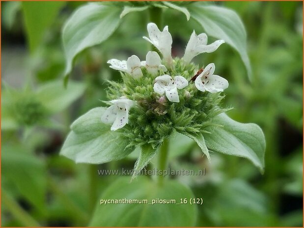 Pycnanthemum pilosum | Bergmunt | Behaarte Scheinbergminze