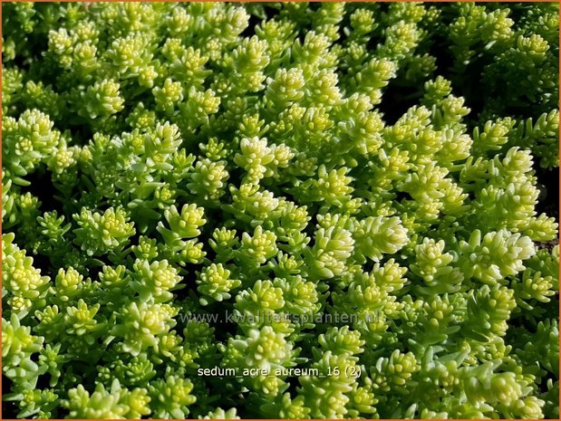 Sedum acre 'Aureum' | Muurpeper, Vetkruid | Scharfer Mauerpfeffer