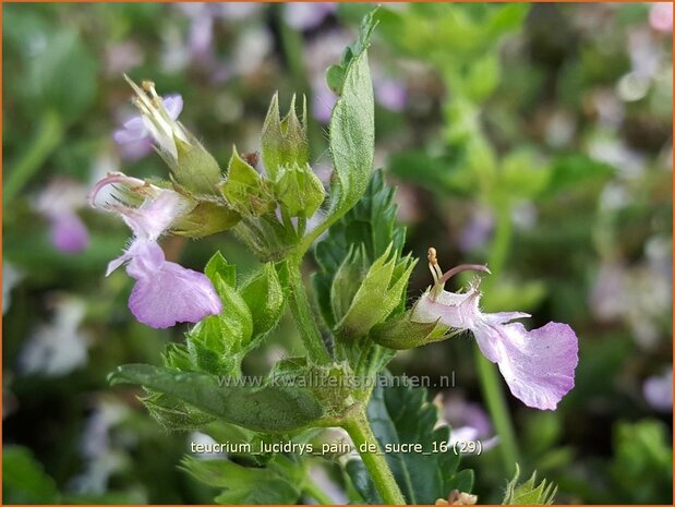 Teucrium lucidrys 'Pain de Sucre' | Gamander | Wintergr&uuml;ner Gamander