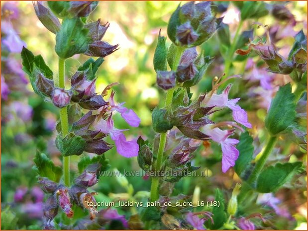 Teucrium lucidrys 'Pain de Sucre' | Gamander | Wintergr&uuml;ner Gamander
