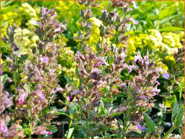 Teucrium lucidrys 'Pain de Sucre' | Gamander | Wintergr&uuml;ner Gamander
