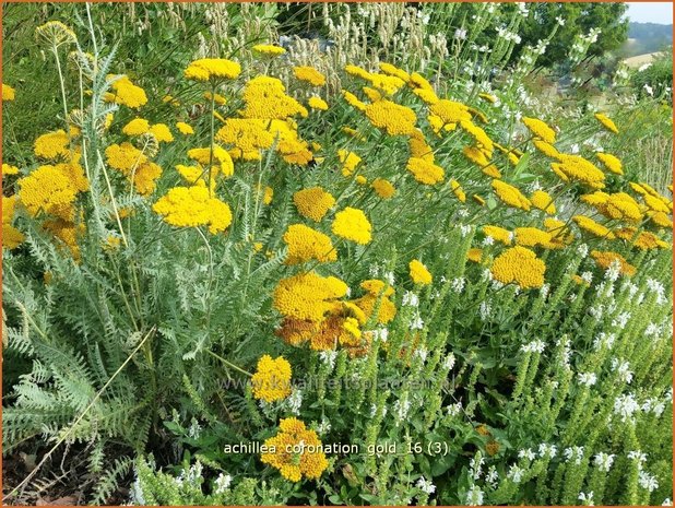 Achillea 'Coronation Gold' | Duizendblad | Garbe