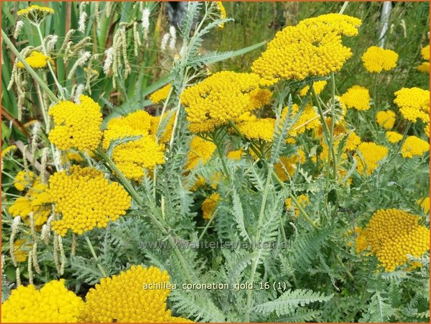 Achillea 'Coronation Gold' | Duizendblad | Garbe