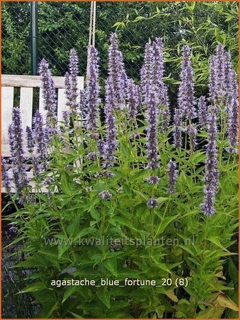 Agastache 'Blue Fortune' | Dropplant, Anijsnetel | Duftnessel | Giant Hyssop