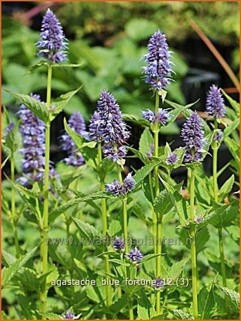 Agastache 'Blue Fortune' | Dropplant, Anijsnetel | Duftnessel | Giant Hyssop