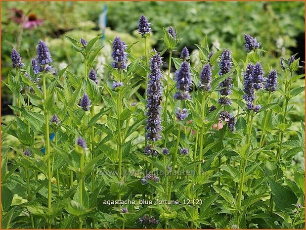 Agastache 'Blue Fortune' | Dropplant, Anijsnetel | Duftnessel | Giant Hyssop