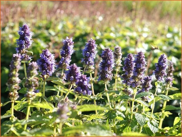 Agastache 'Blue Fortune' | Dropplant, Anijsnetel | Duftnessel | Giant Hyssop