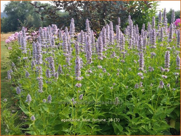 Agastache 'Blue Fortune' | Dropplant, Anijsnetel | Duftnessel | Giant Hyssop