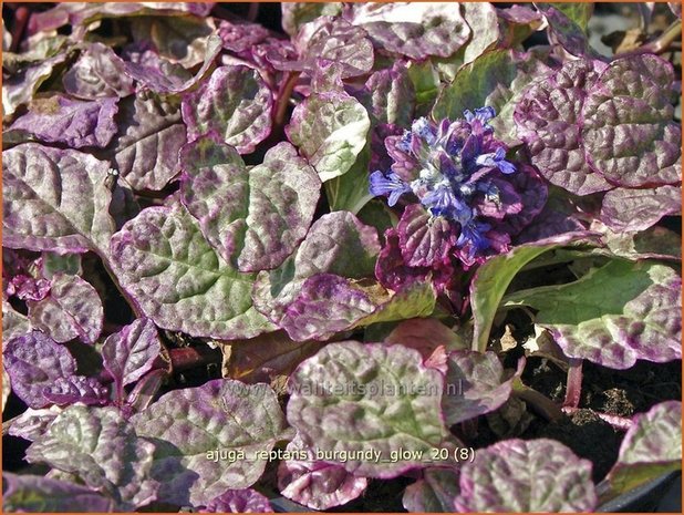 Ajuga reptans 'Burgundy Glow' | Zenegroen | Kriechender Günsel