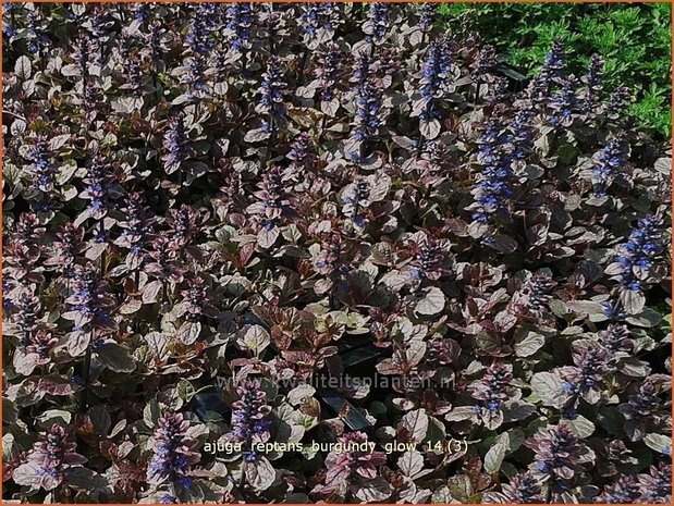 Ajuga reptans 'Burgundy Glow' | Zenegroen | Kriechender Günsel