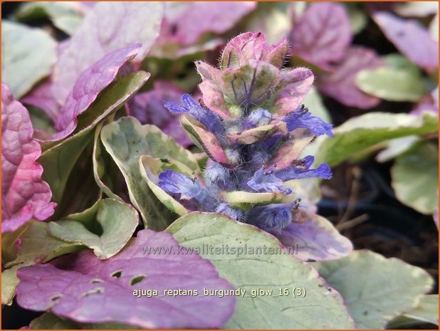 Ajuga reptans 'Burgundy Glow' | Zenegroen | Kriechender Günsel