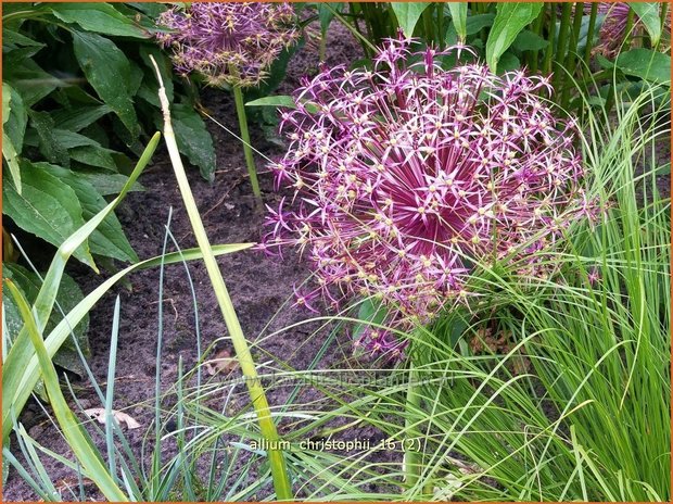 Allium christophii | Sierui, Look | Riesenlauch
