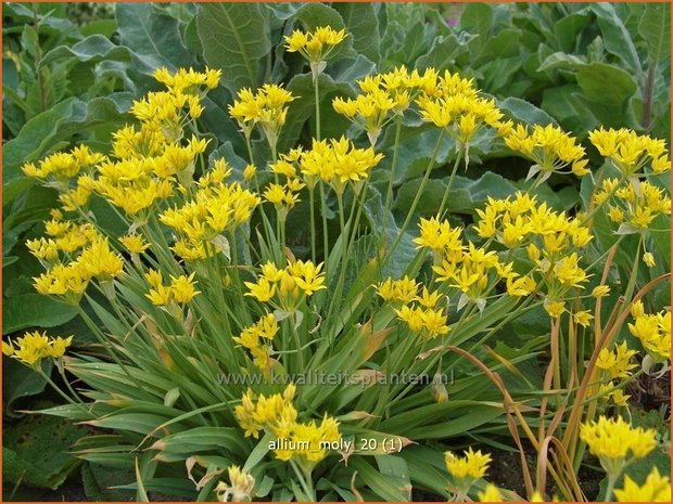Allium moly | Goudlook, Gele sierui, Sierui, Look | Gold-Lauch