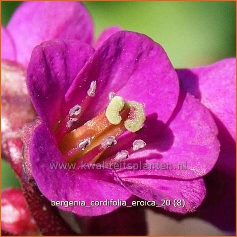 Bergenia cordifolia 'Eroica' | Schoenlappersplant, Olifantsoren