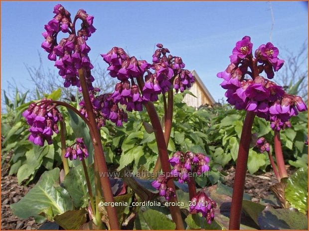 Bergenia cordifolia 'Eroica' | Schoenlappersplant, Olifantsoren