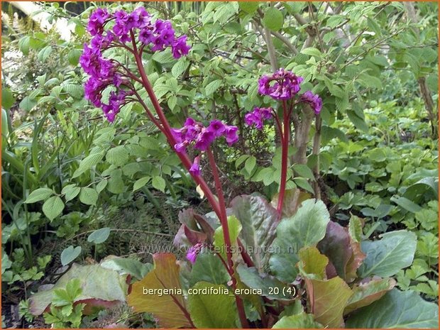 Bergenia cordifolia 'Eroica' | Schoenlappersplant, Olifantsoren