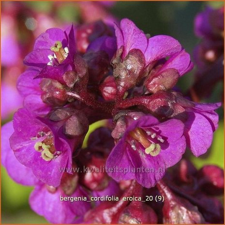 Bergenia cordifolia 'Eroica' | Schoenlappersplant, Olifantsoren