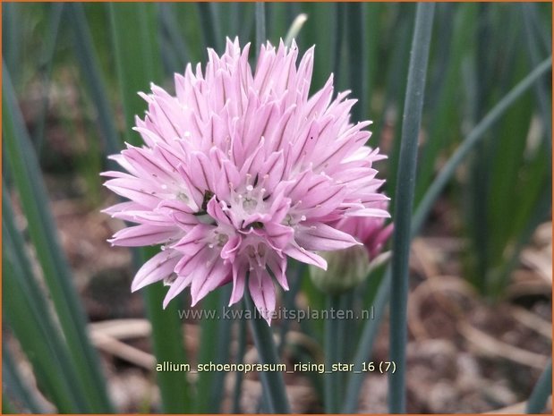 Allium schoenoprasum 'Rising Star' | Bieslook, Look | Schnittlauch