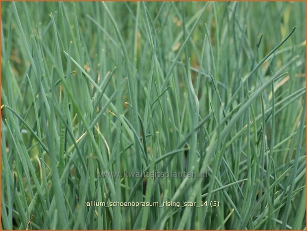 Allium schoenoprasum 'Rising Star' | Bieslook, Look | Schnittlauch