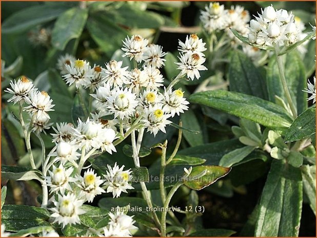 Anaphalis triplinervis | Siberische edelweiss, Witte knoop | Himalaya-Perlkörbchen