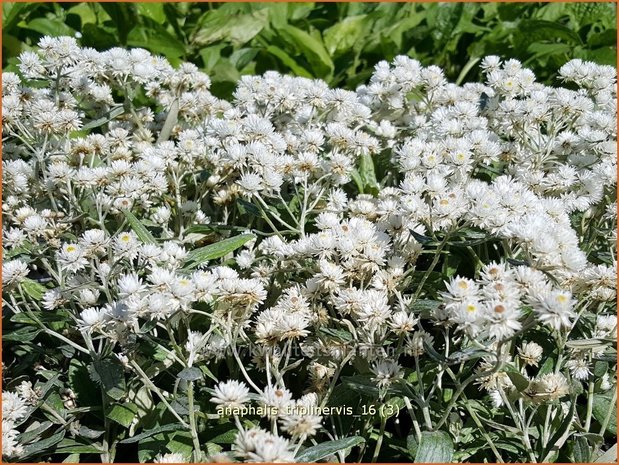 Anaphalis triplinervis | Siberische edelweiss, Witte knoop | Himalaya-Perlkörbchen