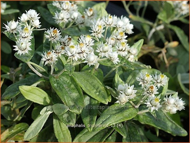 Anaphalis triplinervis | Siberische edelweiss, Witte knoop | Himalaya-Perlkörbchen