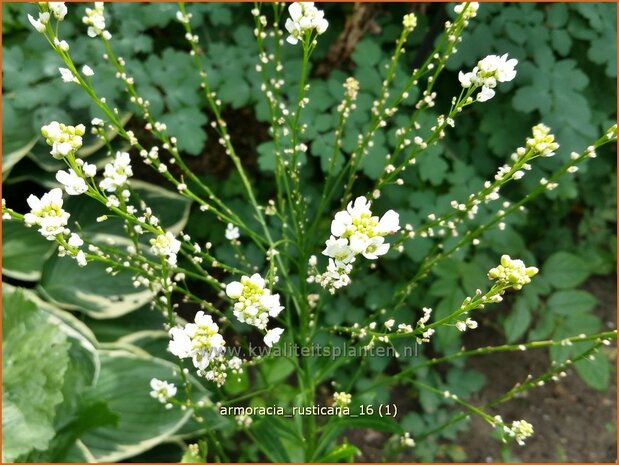 Armoracia rusticana | Mierikswortel | Gewöhnlicher Meerrettich