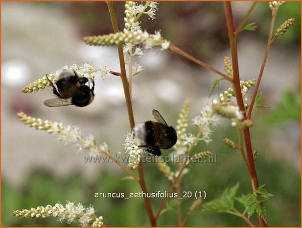 Aruncus aethusifolius | Geitenbaard | Kleiner Geißbart